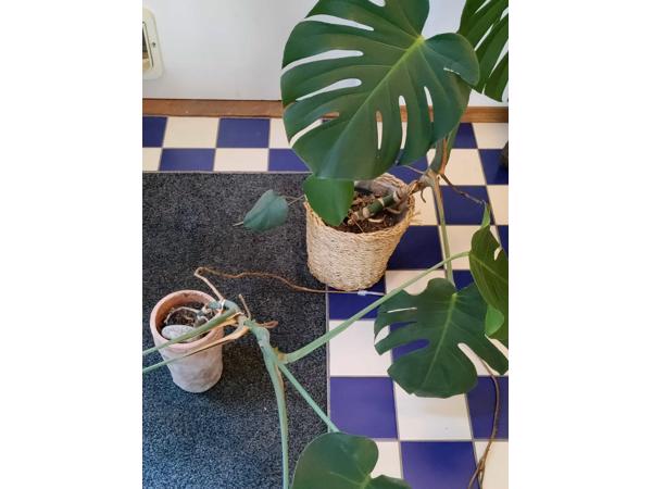 Monstera planten