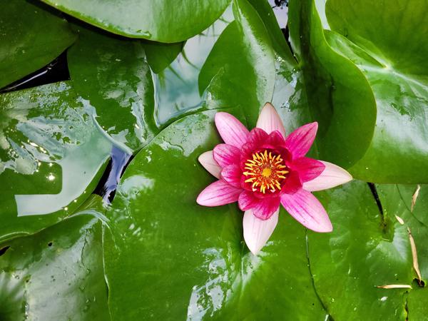 Waterlelie Nymphaea Attraction
