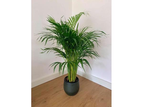 Kamerplant Areca Palm 100cm
