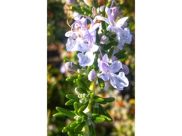 Marjolein kruidenplant