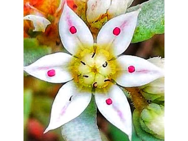 Sedum hispanicum te koop