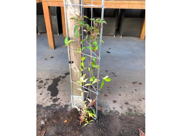 Draadrekken voor schuttingen en muren