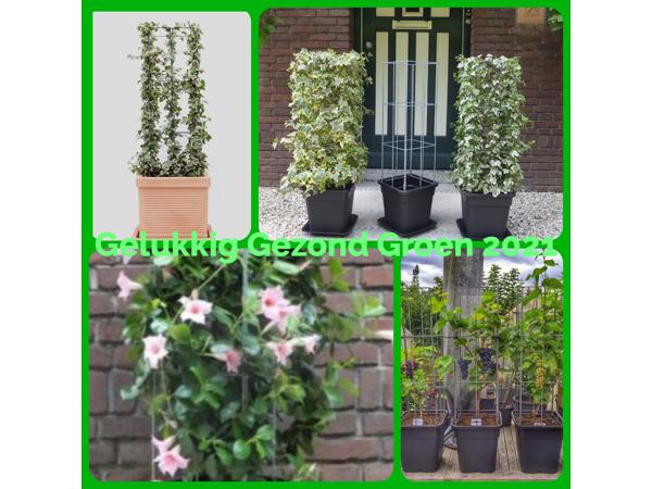 Klimplantrekken klimplantenrek plantenrekken klimplantrek