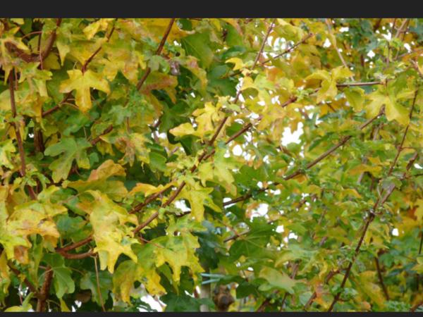 Veldesdoorn, acer campestre of spaanse aak