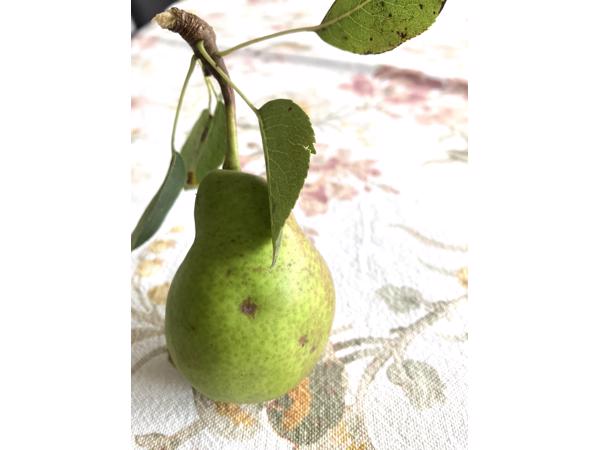 Gratis peren plukken!