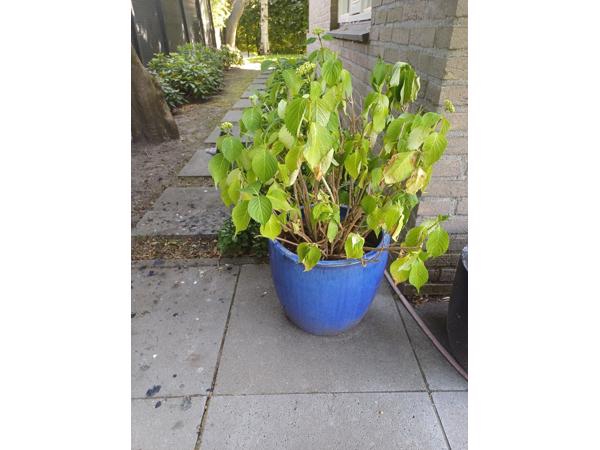 Blauwe geglazuurde bloempot