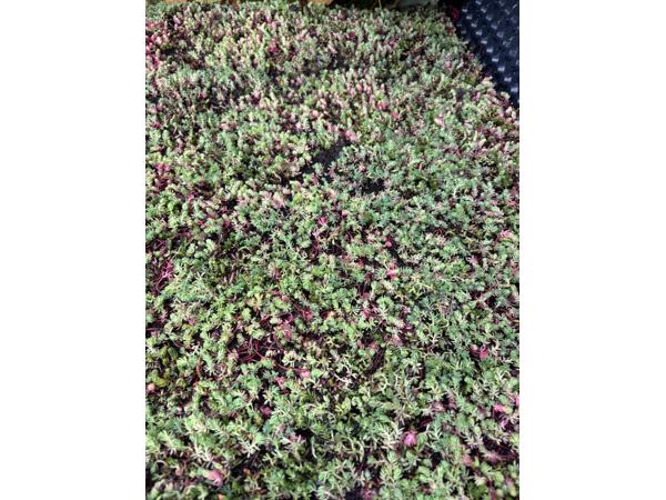 Nog stuk sedum dak over,