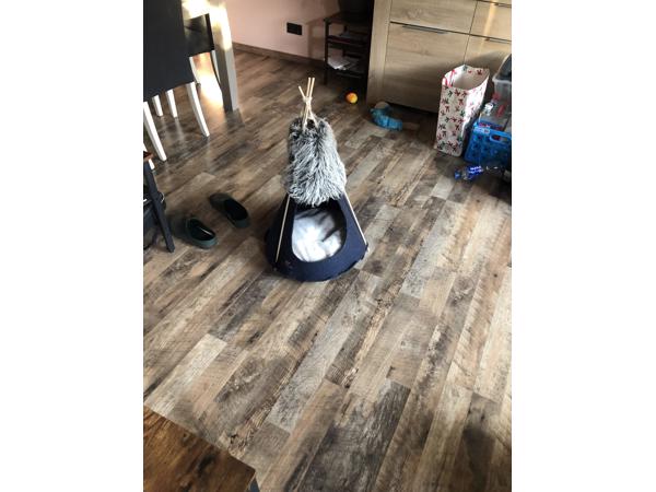 Tipi tent voor kat of kleine hond