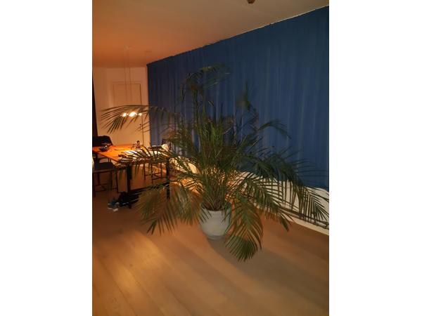 Zeer grote goudpalm inclusief pot