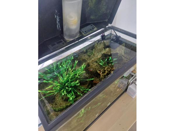 Leuke bak met guppies