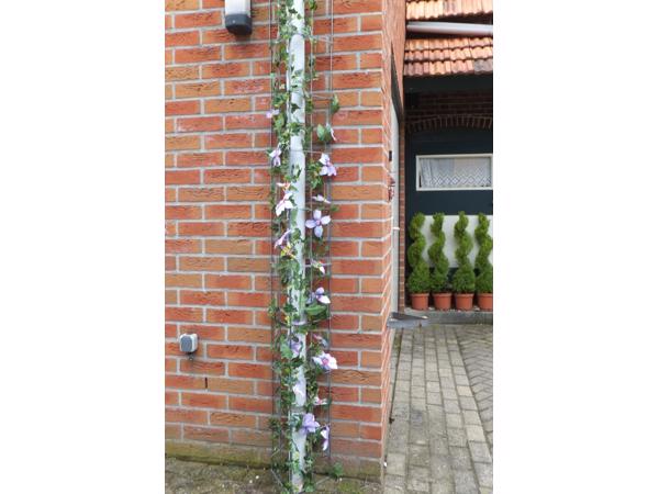 Klimplanten tegen de schutting tuinscherm of muur (clematis)