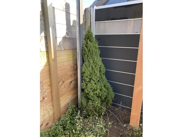 Vier (naald)boompjes