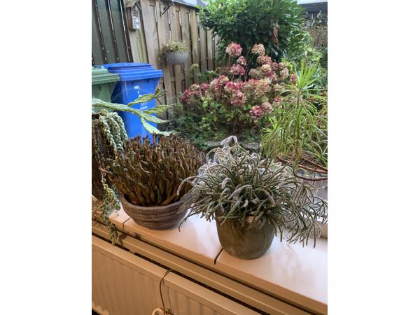 Diverse planten in pot, antieke linnenkast en kleine dingen