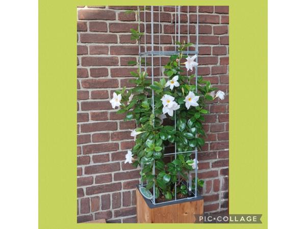 Klimplanten op het terras, tegel eruit plantrek erin