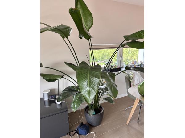 Prachtige plant!