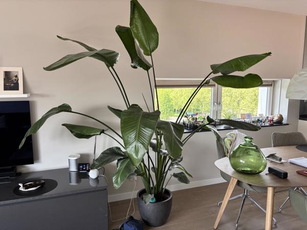 Prachtige plant!
