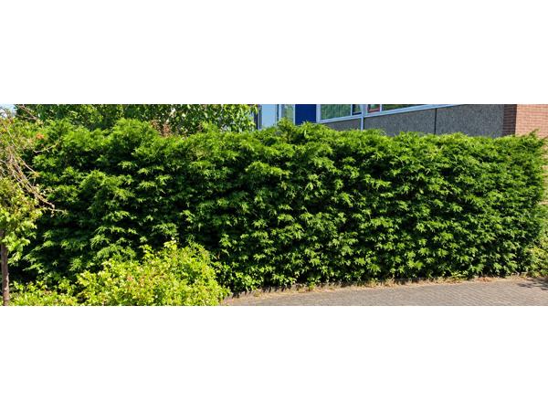 GRATIS AF TE HALEN (Vanaf 14 okt): 16 meter coniferenhaag (~2m hoog) - Zoetermeer