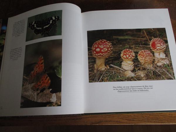 Natuur in België - Bossen en Wouden