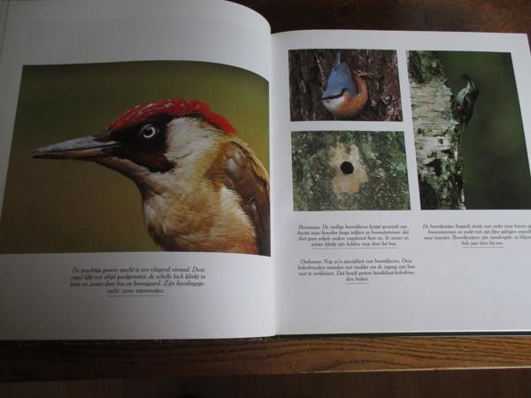 Natuur in België - Bossen en Wouden