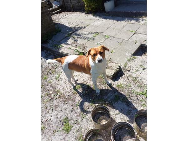 Kachelpijp dubbelwandig 10/16,5 cm + adres winkel voor extra