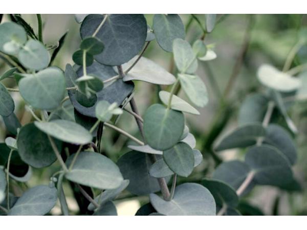 Buiten anti insecten koolzaad kaars Eucalyptus XL