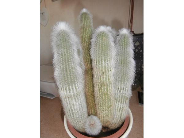 5 stuks cactusen  in pot