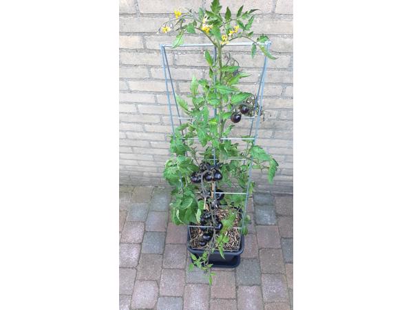 klimplantrekken 2021