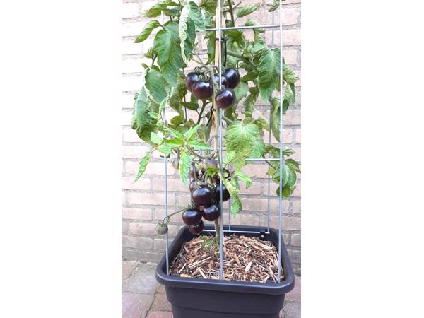 klimplantrekken 2021