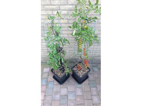 klimplantrekken 2021