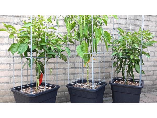 klimplantrekken 2021