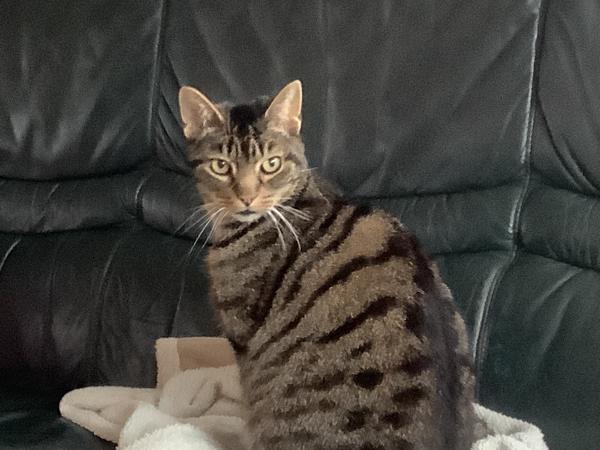 Wegens verhuizing naar een appartement zoeken wij een nieuw baasje voor ons 12 jarige kater