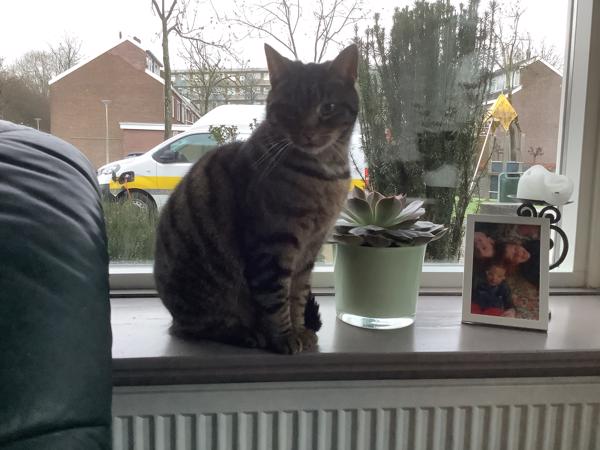 Wegens verhuizing naar een appartement zoeken wij een nieuw baasje voor ons 12 jarige kater