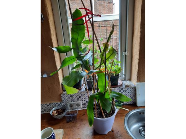 kamerplanten