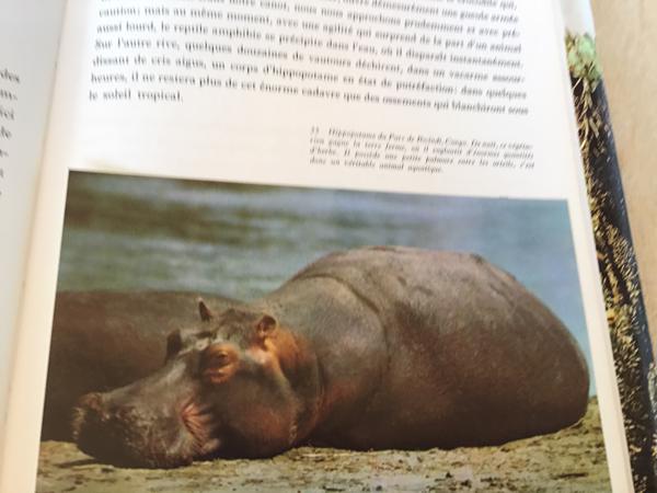 Afrika, Het oerwoud ,woestijn ,steppe ,een enorme vegetatie