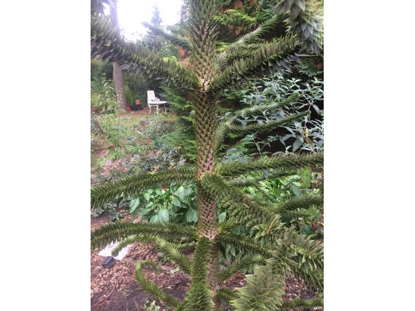 Slangenden, apenboom, araucaria araucaria