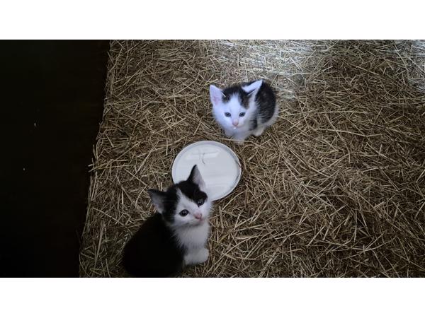 Mooie jonge kittens