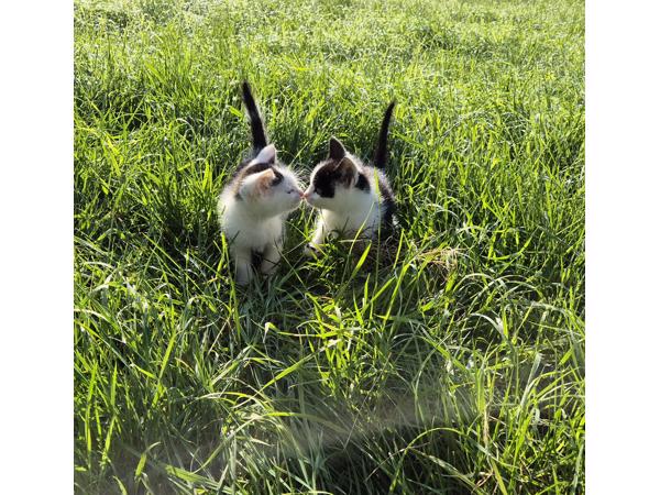 Mooie jonge kittens