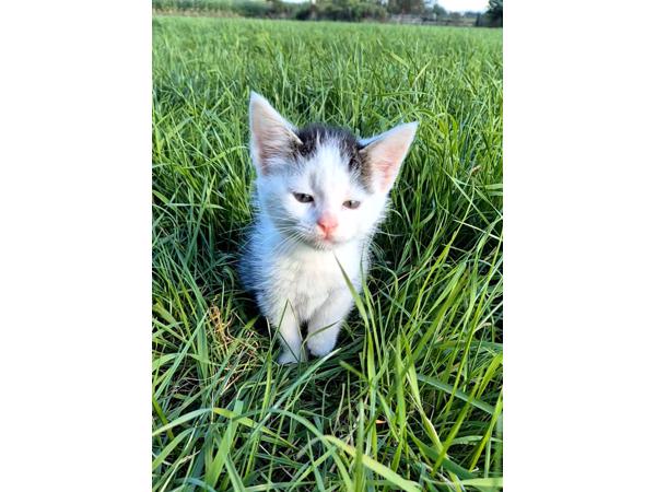 Mooie jonge kittens