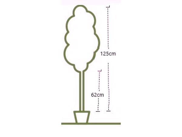 zachte berk stamomtrek 9,5cm stamhoogte nu 62  cm