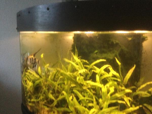 2 gezonde volwassen Guramy’s, wegens conflicten tussen hen en de maanvissen in de bak.