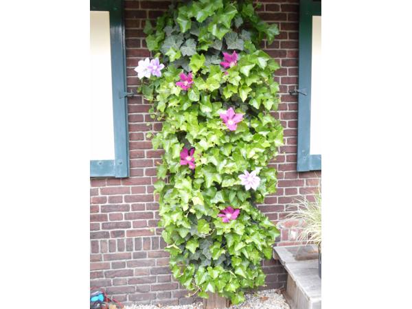 Klimplanten tegen tuinschermen tuinmuren en palen