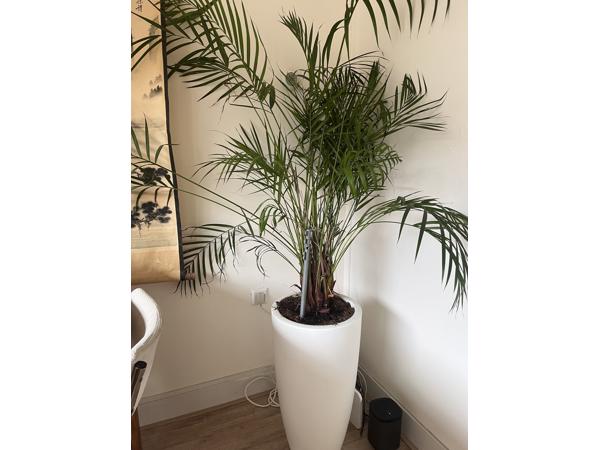Plant met witte pot