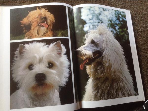 Boek van honden ,lieve en schattige huisdieren ,mensenvriend