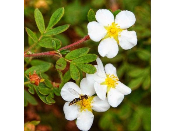 Struikganzerik vaste plant te koop