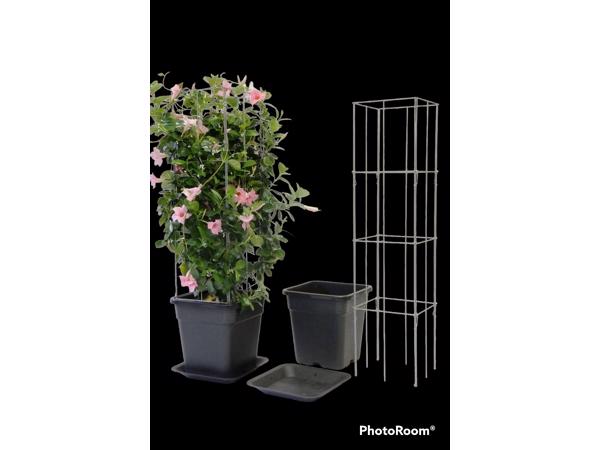 PLANT SUPPORT KOOPJES UIT LIMBURG NOORD