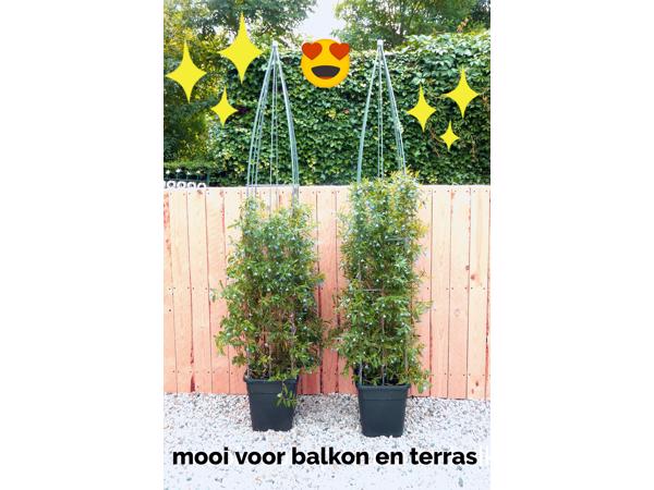 PLANT SUPPORT KOOPJES UIT LIMBURG NOORD