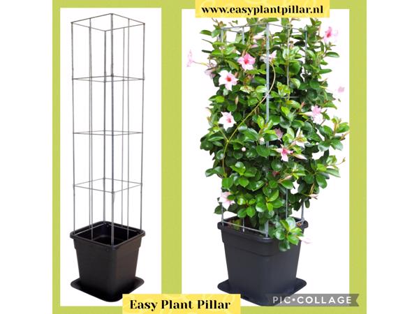 Plantenrekken voor planten te steunen tijdens de groei