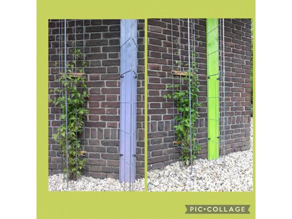 Plantenrekken voor planten te steunen tijdens de groei