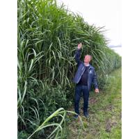 Groninger-Miscanthus.nl